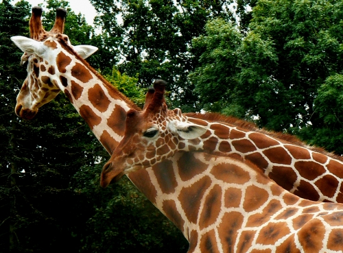 calin de girafe.jpg