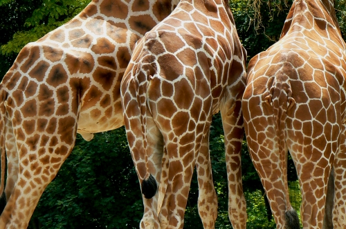 girafes qui discutent.jpg