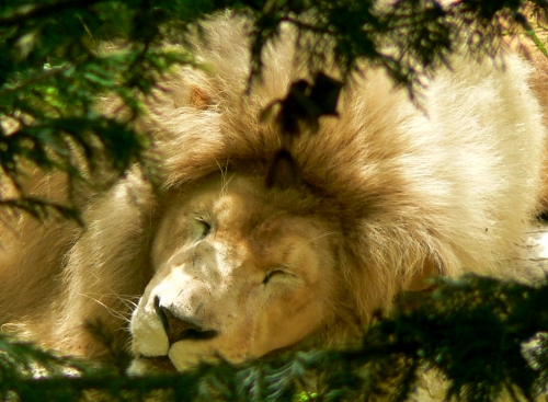 lion qui dort.jpg