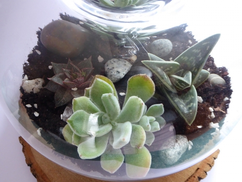 terrarium,jardin de verre,succulente